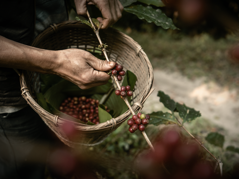 Plockar kaffebönor till korgen