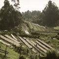 zoegas experience kenya coffee farm