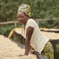 zoegas experience kenya coffee beans woman
