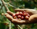 zoegas experience espresso beans
