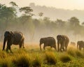 zoegas experience espresso elephants