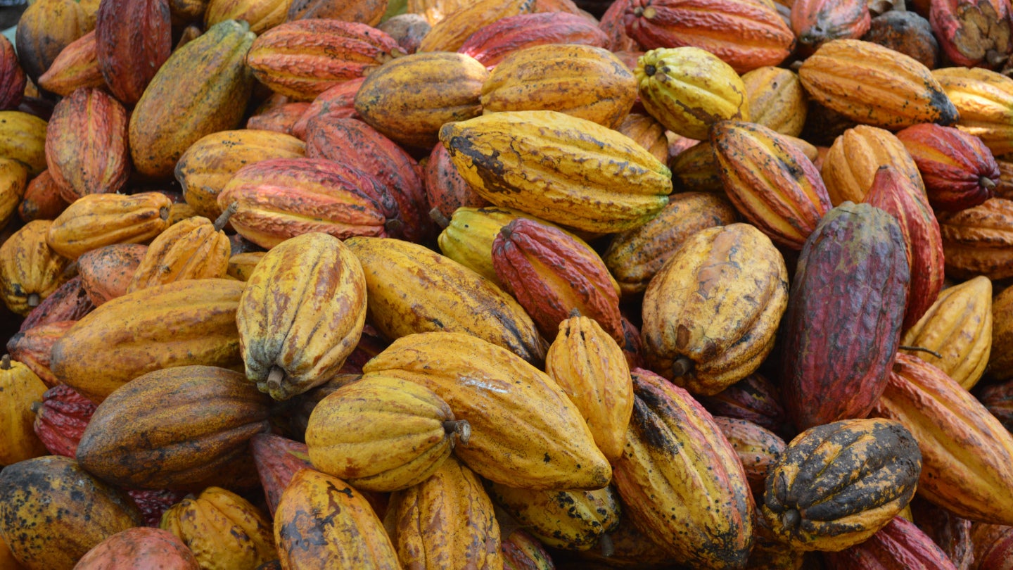 kakaofrukter i olika färger 