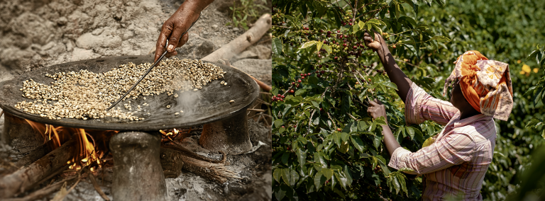 En kvinde med et tørklæde på hovedet samler kaffebønner og steger dem over åben ild i naturen.