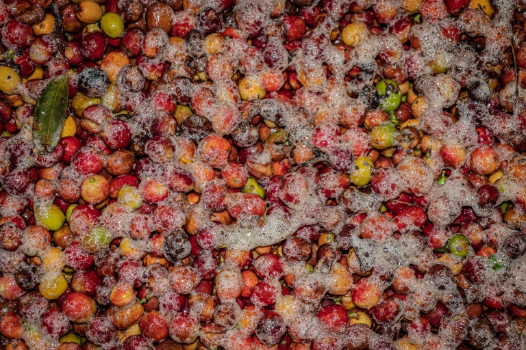 fermentering av kaffebär